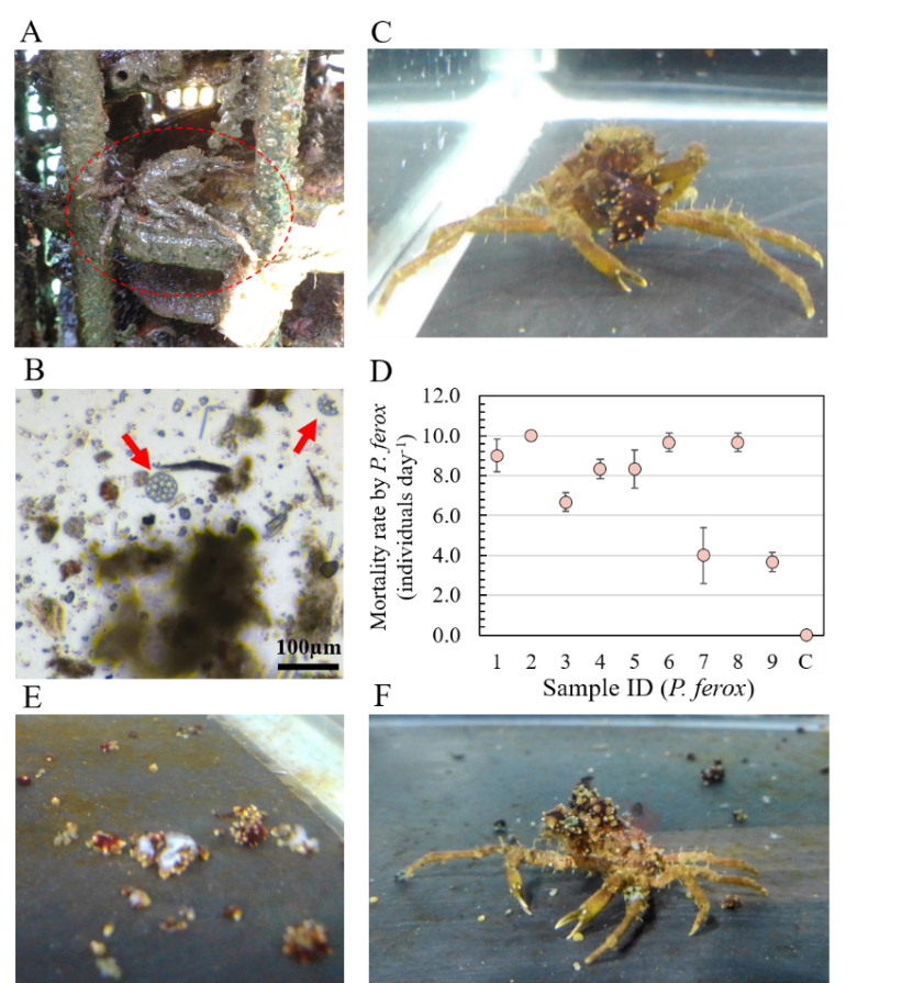 水産土木チームの研究成果が国際誌｢Frontiers in Marine Science｣に掲載されました