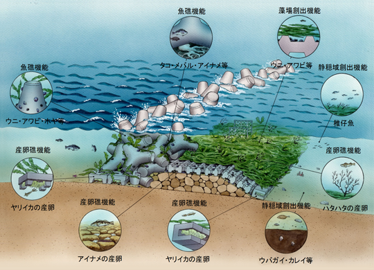 沿岸構造物の自然環境調和［環境共生］機能