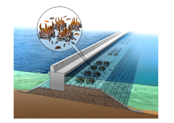 漁港･港湾の藻場創出機能